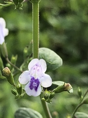 Clinopodium nepeta