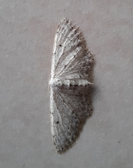 Idaea incisaria