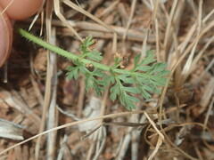 Daucus glochidiatus