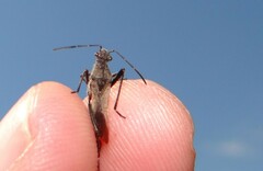 Alydus calcaratus