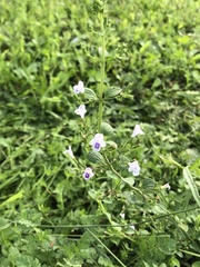 Clinopodium nepeta