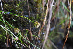 Juncus maximowiczii