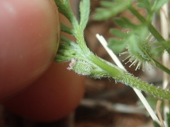 Daucus glochidiatus