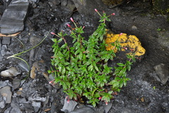 Epilobium hohuanense