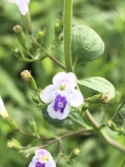 Clinopodium nepeta
