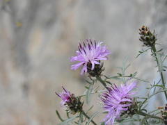 Centaurea pawlowskii