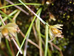 Juncus maximowiczii
