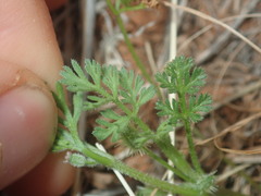 Daucus glochidiatus