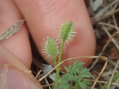 Daucus glochidiatus