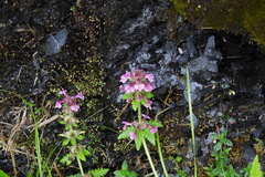 Pedicularis refracta transmorrisonensis