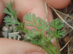 Daucus glochidiatus