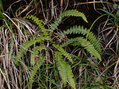 Polystichum