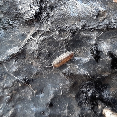 Porcellio spinicornis