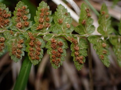Polystichum