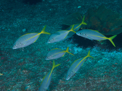 Pseudocaranx georgianus