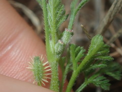 Daucus glochidiatus