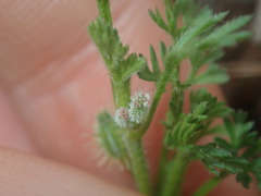 Daucus glochidiatus