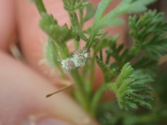 Daucus glochidiatus