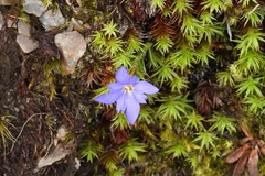 Gentiana arisanensis