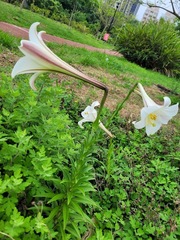 Lilium longiflorum
