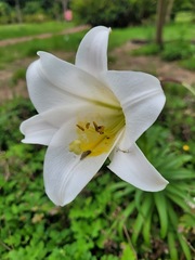 Lilium longiflorum