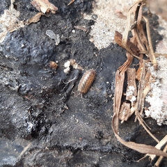 Porcellio spinicornis