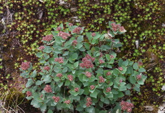 Spiraea morrisonicola