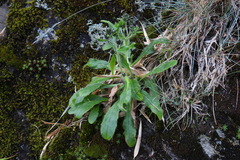 Hieracium morii