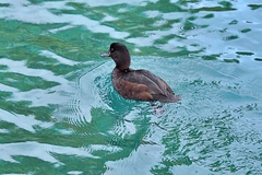 Aythya novaeseelandiae