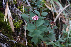 Spiraea morrisonicola