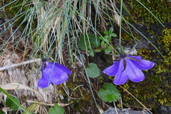 Adenophora morrisonensis