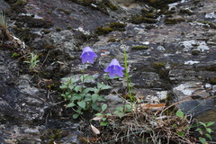 Adenophora morrisonensis