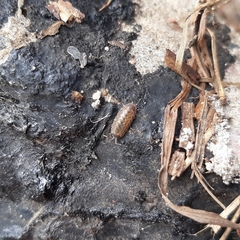 Porcellio spinicornis