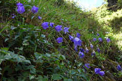 Adenophora morrisonensis