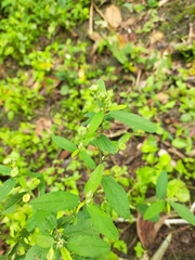 Sida rhombifolia