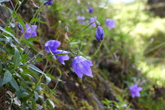 Adenophora morrisonensis