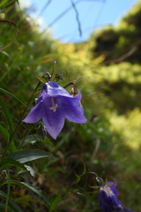 Adenophora morrisonensis