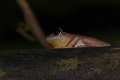 Pseudophilautus amboli
