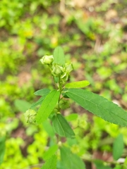 Sida rhombifolia