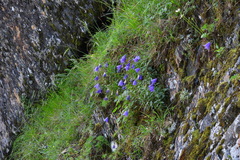 Adenophora morrisonensis