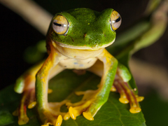 Rhacophorus malabaricus