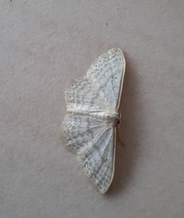 Idaea subsericeata
