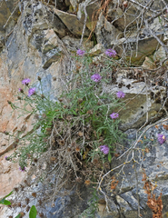 Centaurea pawlowskii