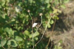 Scabiosa praemontana
