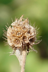 Scabiosa praemontana