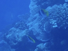 Chaetodon ulietensis