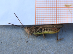 Chorthippus biguttulus