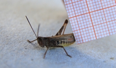 Chorthippus biguttulus