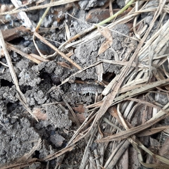 Armadillidium versicolor
