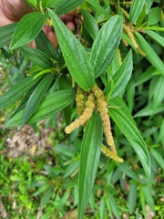 Boehmeria densiflora